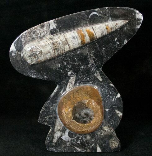 Fossil Goniatite & Orthoceras Sculpture - #14607